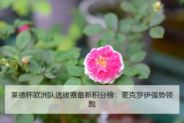 莱德杯欧洲队选拔赛最新积分榜：麦克罗伊强势领跑